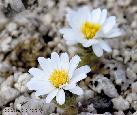Mohave Desert Star Daisy tiny white flowers in desert